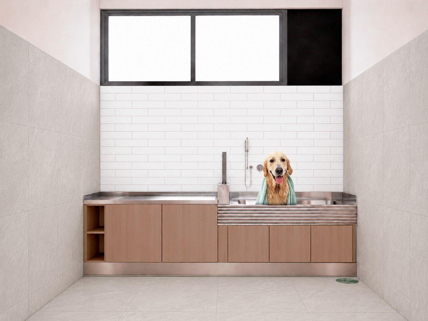 pet shower final OYSTER_perro.jpg